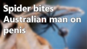 spider-bites-australian-man-penis-14463